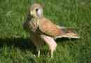Kestrel